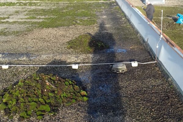 Blühende Dachlandschaft