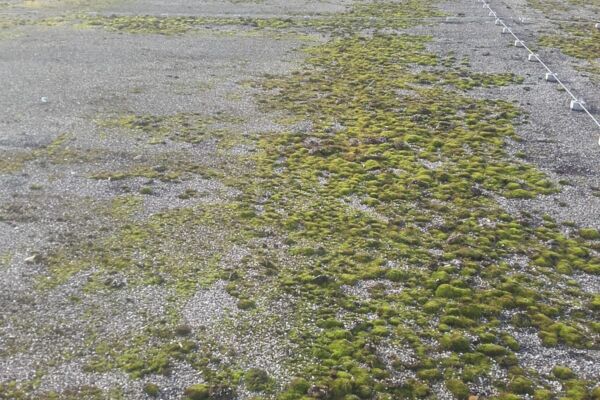 Flachdach braucht Dachwartung