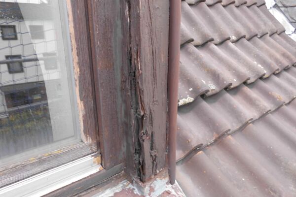 Verfaulte Holzquerschnitte