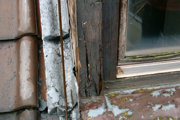 Verfaulte Holzquerschnitte